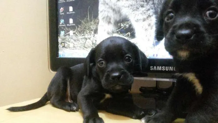 Cachorro ra a Boxer / Cocker idade 2 a 6 meses nome Filhotes