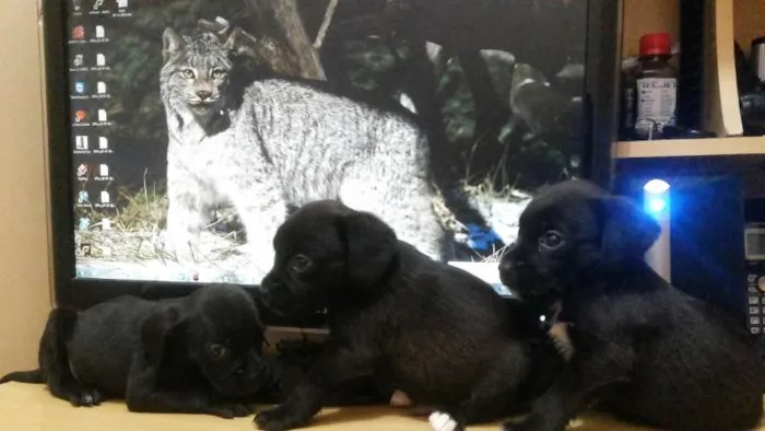 Cachorro ra a Boxer / Cocker idade 2 a 6 meses nome Filhotes