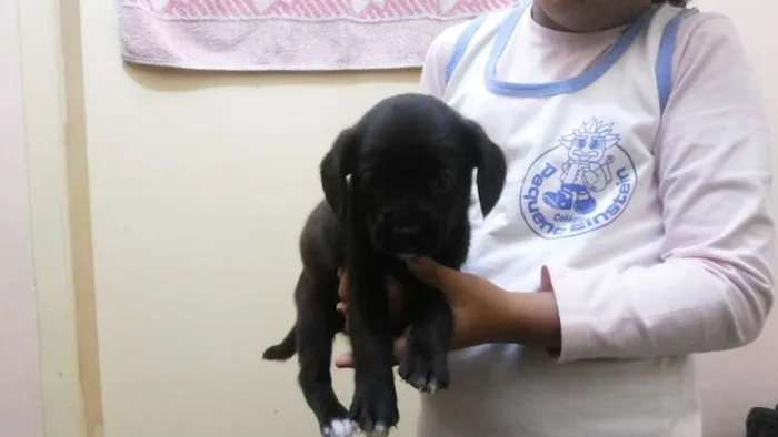 Cachorro ra a Boxer / Cocker idade 2 a 6 meses nome Filhotes