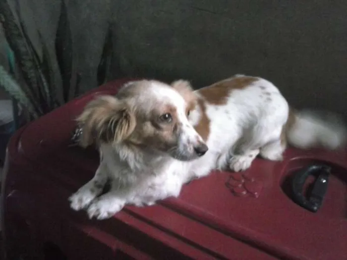 Cachorro ra a SRD idade 1 ano nome Tekinha