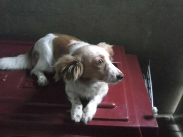 Cachorro ra a SRD idade 1 ano nome Tekinha