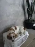 Tekinha