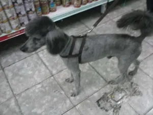 Cachorro raça Poodle idade 2 anos nome Ted