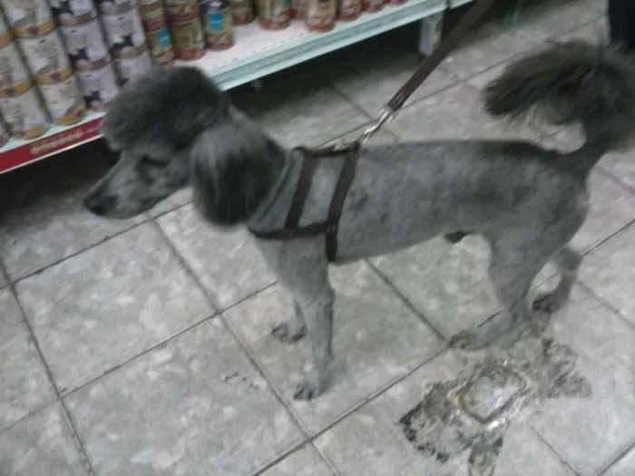 Cachorro ra a Poodle idade 2 anos nome Ted