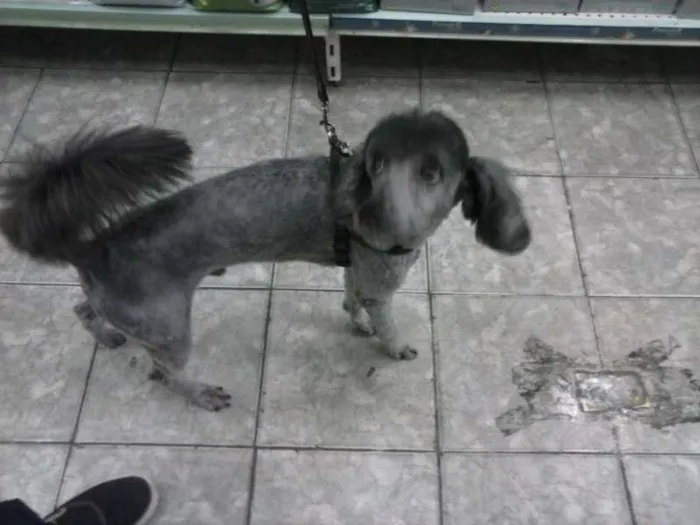 Cachorro ra a Poodle idade 2 anos nome Ted