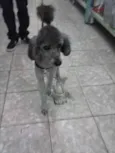 Ted