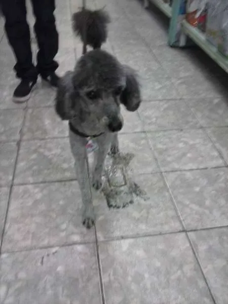 Cachorro ra a Poodle idade 2 anos nome Ted