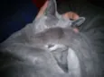 Tom