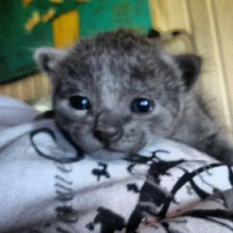 Gato ra a Russian Blue idade 2 anos nome Tom