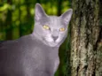 Tom