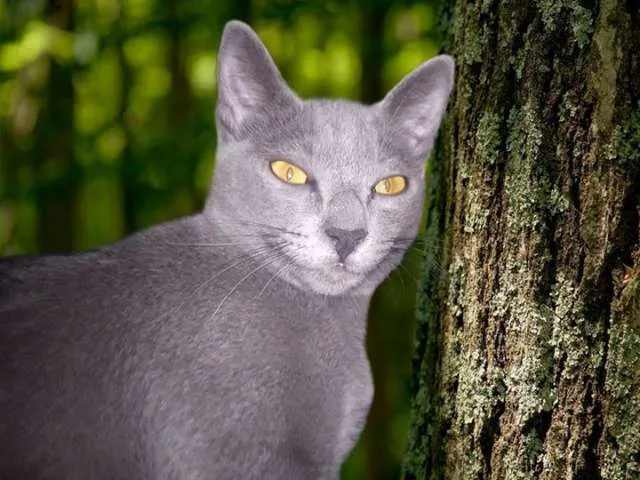 Gato ra a Russian Blue idade 2 anos nome Tom