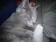Tom