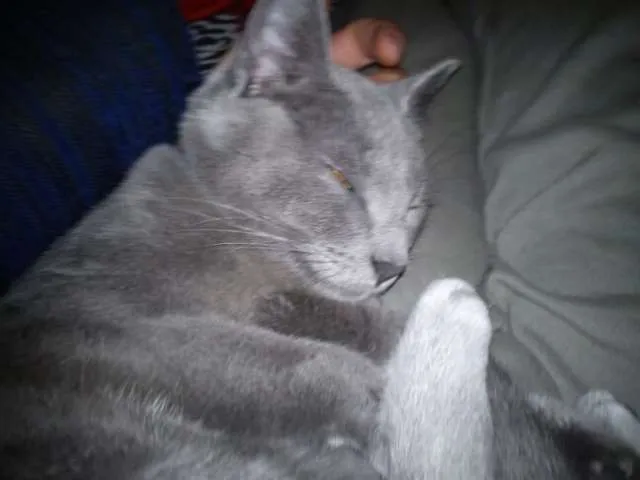 Gato ra a Russian Blue idade 2 anos nome Tom