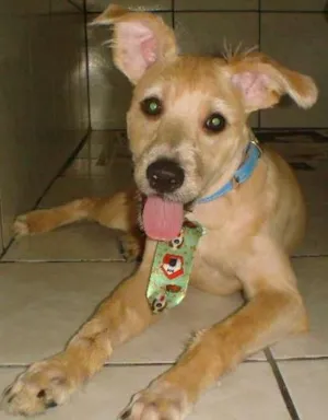 Cachorro raça SRD idade 7 a 11 meses nome BOBY