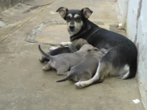 Cachorro raça vira lata idade 2 a 6 meses nome Dengo
