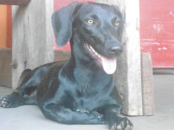 Cachorro ra a SRD idade 2 anos nome BELINHA