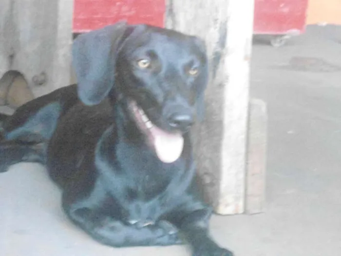 Cachorro ra a SRD idade 2 anos nome BELINHA