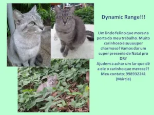Gato raça SRD idade 1 ano nome Dynamic Range