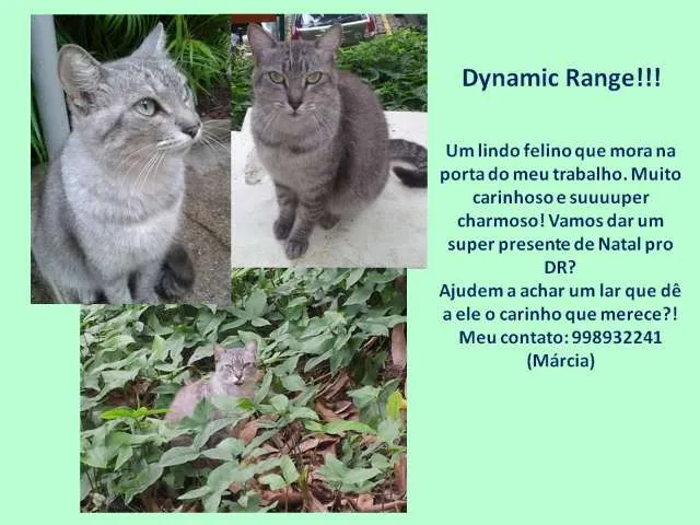 Gato ra a SRD idade 1 ano nome Dynamic Range