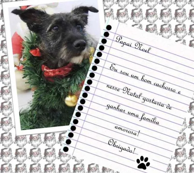 Cachorro ra a SRD idade 7 a 11 meses nome Esperando você dar 