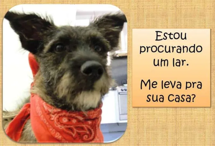 Cachorro ra a SRD idade 7 a 11 meses nome Esperando você dar 