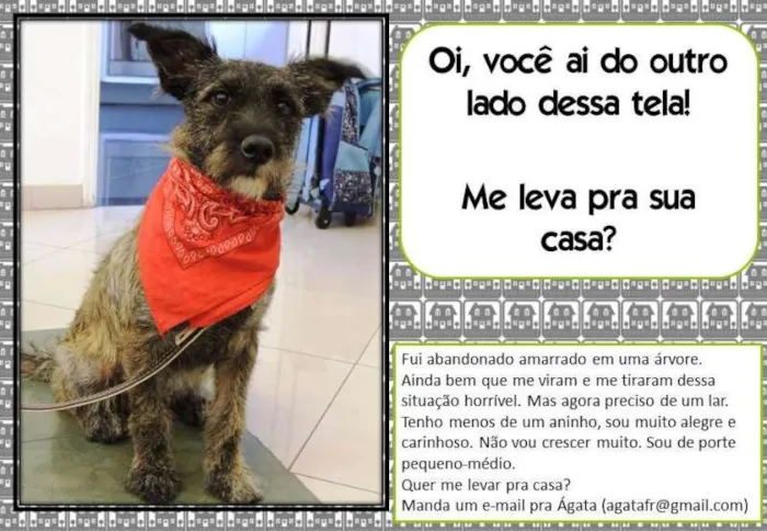 Cachorro ra a SRD idade 7 a 11 meses nome Esperando você dar 