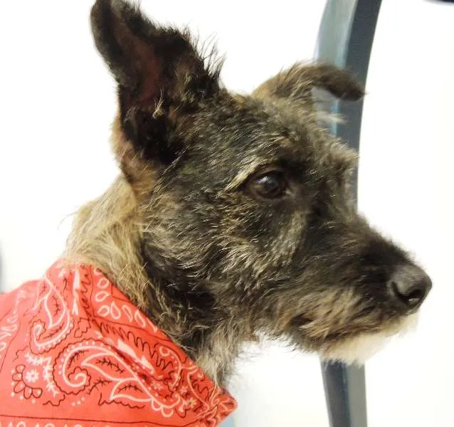 Cachorro ra a SRD idade 7 a 11 meses nome Esperando você dar 