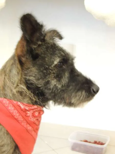 Cachorro ra a SRD idade 7 a 11 meses nome Esperando você dar 