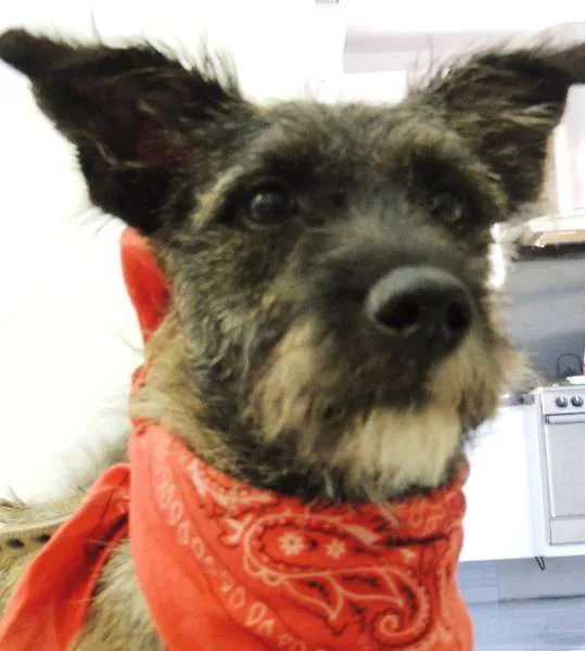 Cachorro ra a SRD idade 7 a 11 meses nome Esperando você dar 