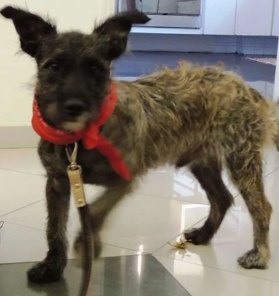 Cachorro ra a SRD idade 7 a 11 meses nome Esperando você dar 