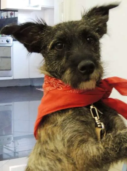 Cachorro ra a SRD idade 7 a 11 meses nome Esperando você dar 