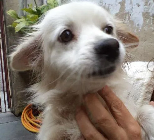 Cachorro ra a SRD idade 4 anos nome Lilica