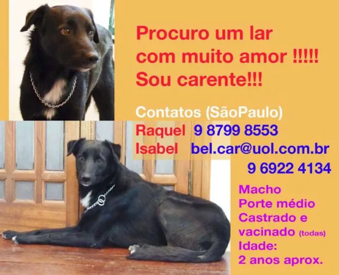 Cachorro ra a SRD idade  nome Paco