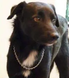 Cachorro raça SRD idade  nome Paco