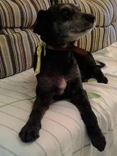 Cachorro raça SRD idade 6 ou mais anos nome Tico