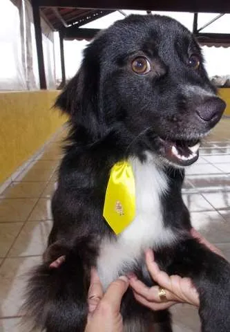 Cachorro ra a SRD idade  nome Negão