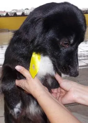 Cachorro raça SRD idade  nome Negão