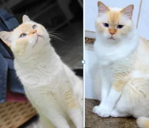 Gato raça SRD idade 6 ou mais anos nome Floquinho GRATIFICA