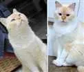 Gato raça SRD idade 6 ou mais anos nome Floquinho GRATIFICA