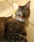 Susi