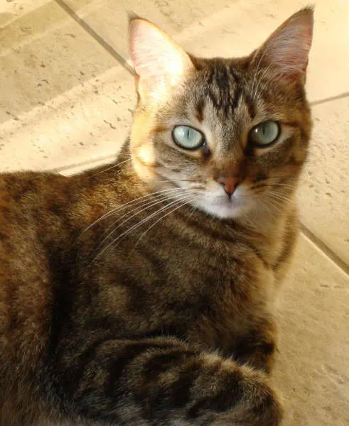 Gato ra a SRD idade 4 anos nome Susi