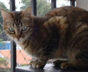 Gato raça SRD idade 4 anos nome Susi