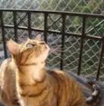 Susi