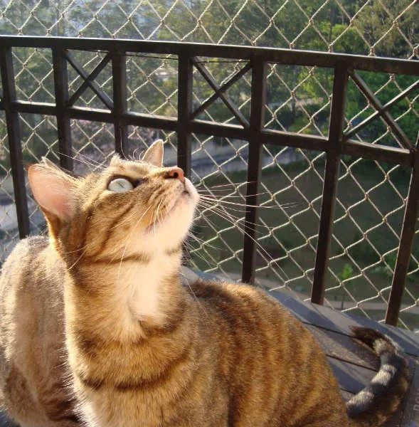 Gato ra a SRD idade 4 anos nome Susi