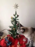 Nina
