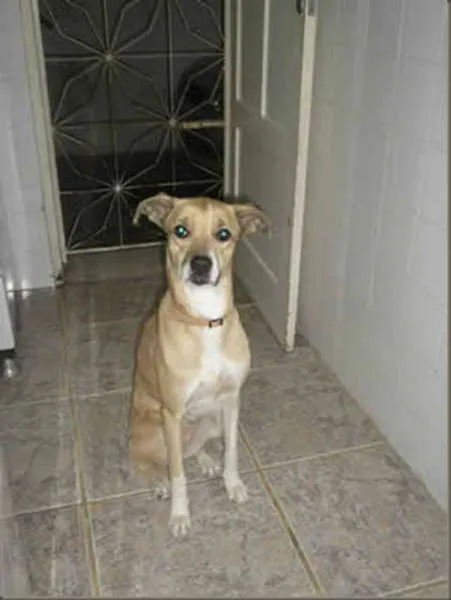 Cachorro ra a misturada idade 2 anos nome DARA