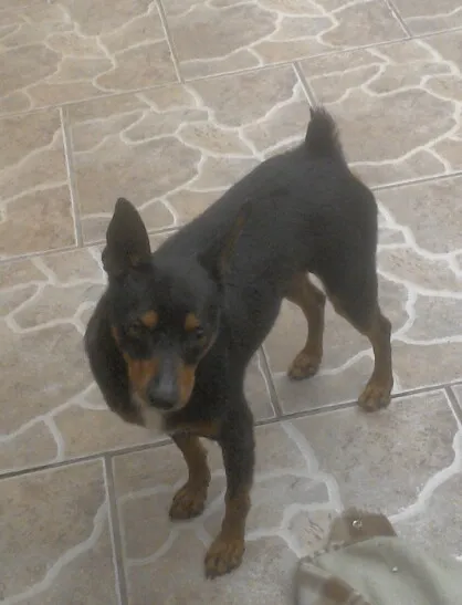 Cachorro ra a fox paulistinha idade  nome thor