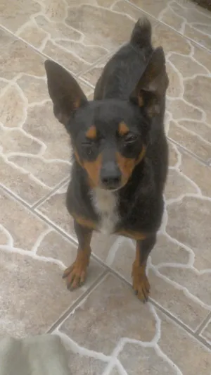 Cachorro raça fox paulistinha idade  nome thor