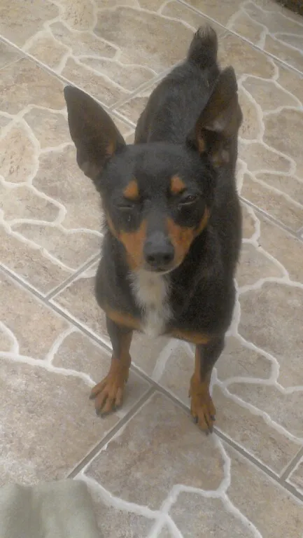 Cachorro ra a fox paulistinha idade  nome thor