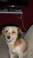 Belinha